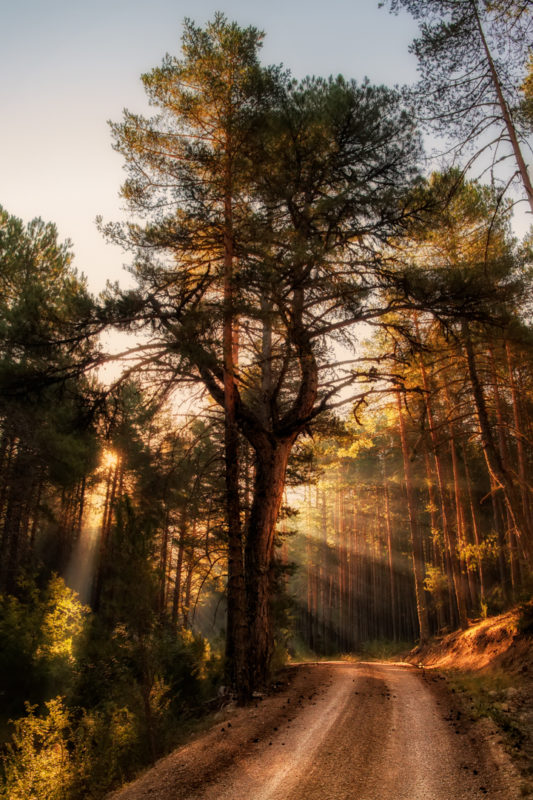 Primeros rayos de sol penetran entre los pinos hasta llegar a un camino de alta montaña en la sierra de Tragacete.